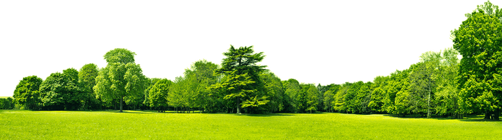 Home Tree PNG