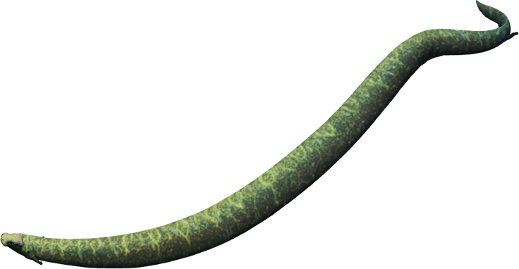 Caecilians PNG