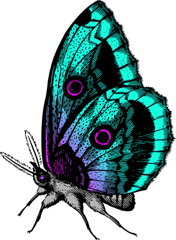 Butterfly Illustration PNG