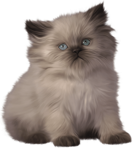 Persian Cat PNG