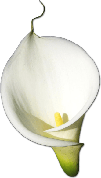 Callalily PNG
