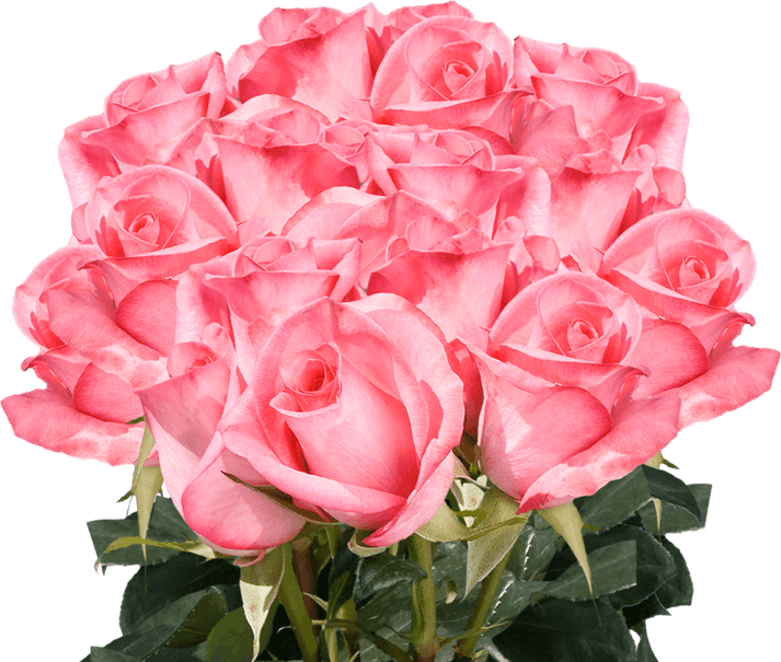 Deep Pink Rose PNG