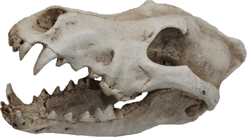 Wolf Skull PNG