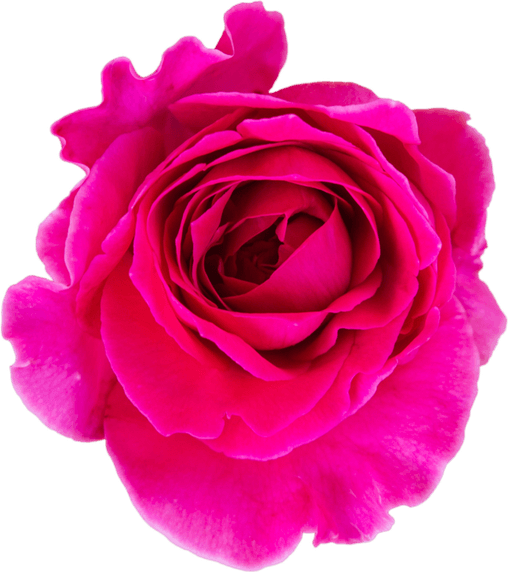 Deep Pink Rose PNG