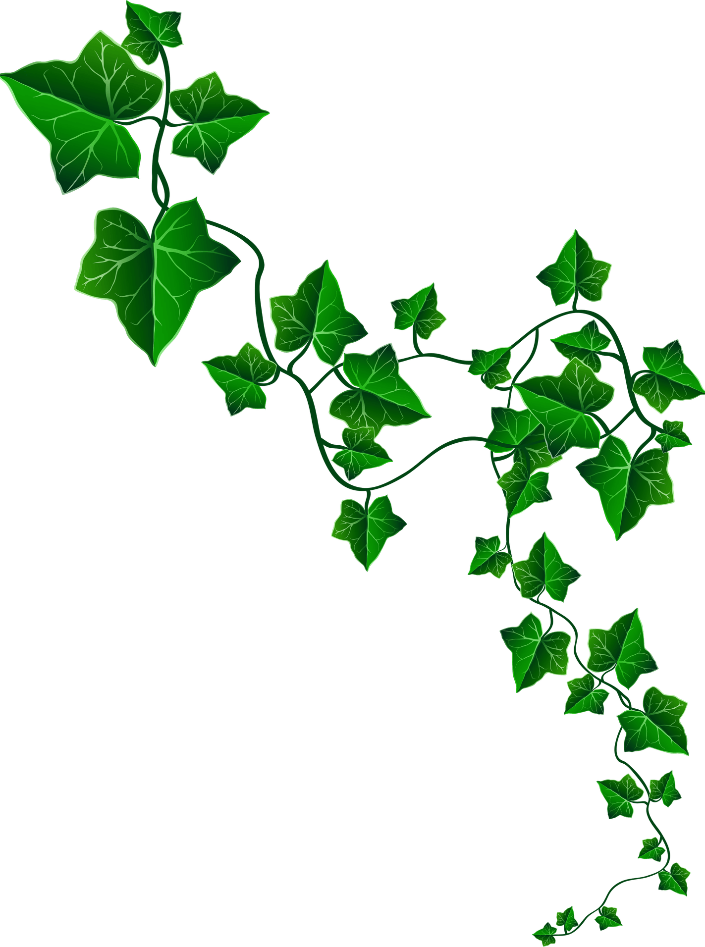 Vines PNG