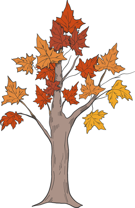 Sugar Maple Tree PNG