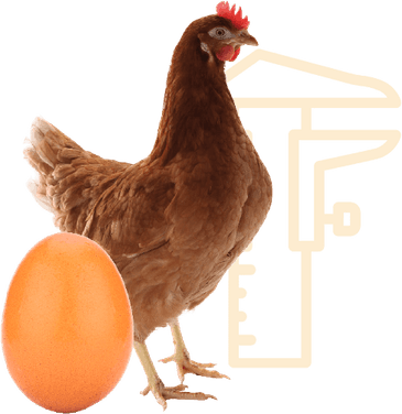 Brown Egg PNG