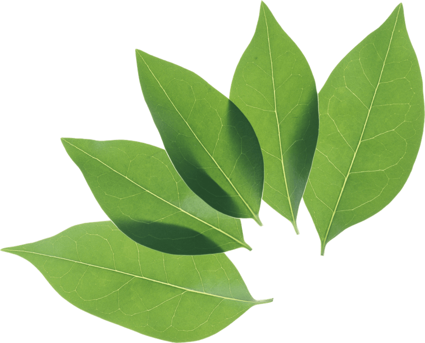 Green Leaf PNG