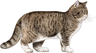 Small Cat PNG