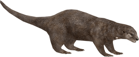Otters PNG