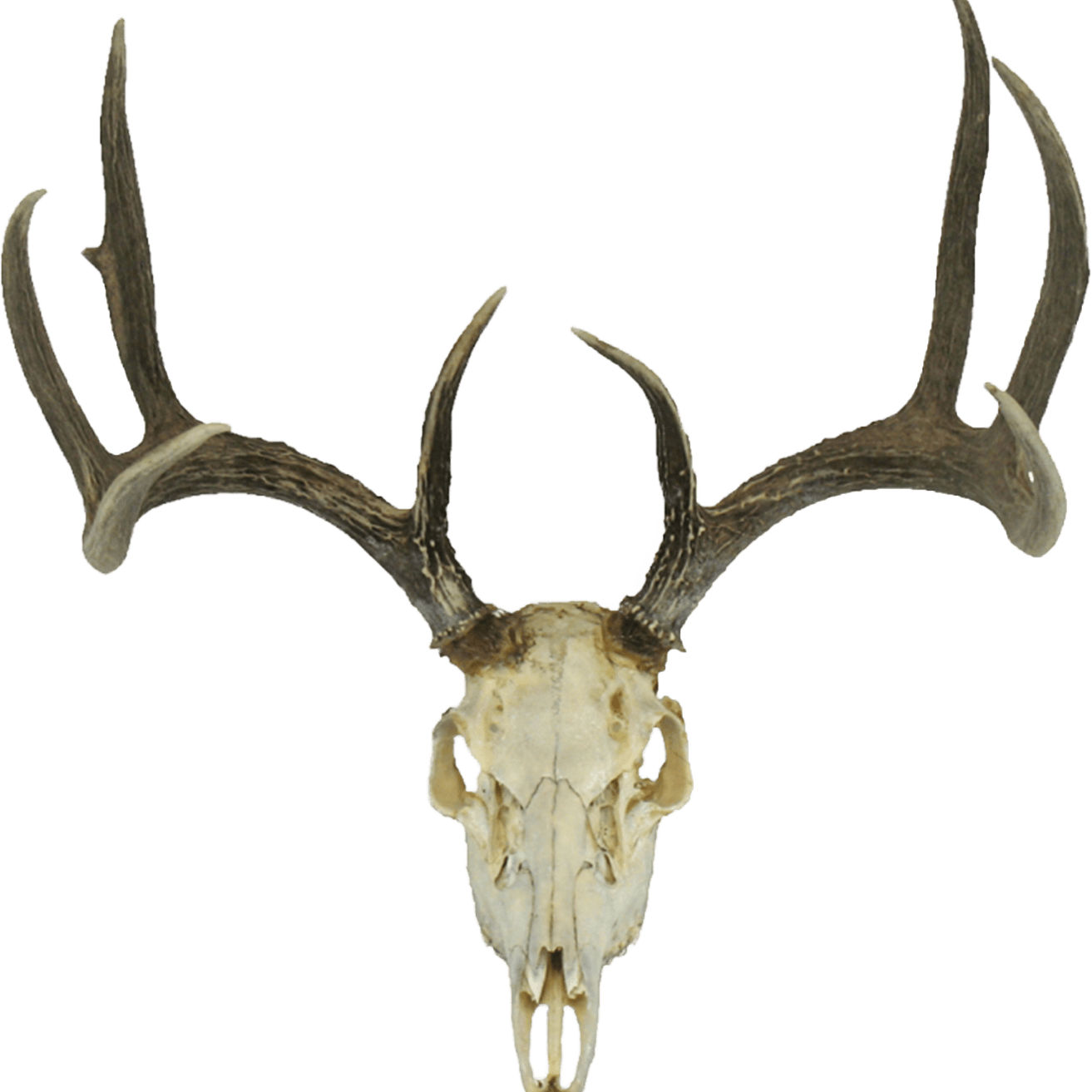 Deer Skull PNG