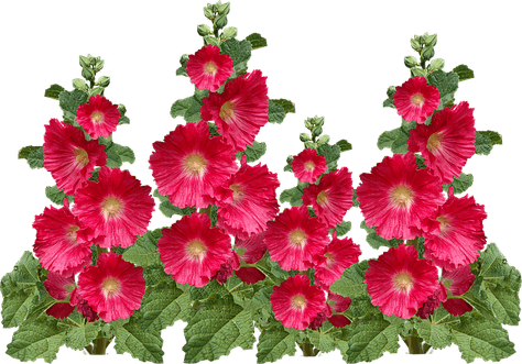 Hollyhock Flower PNG