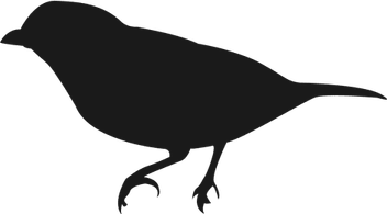 Small Bird PNG