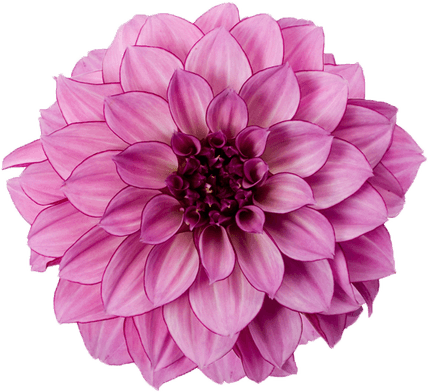 Dahlia PNG