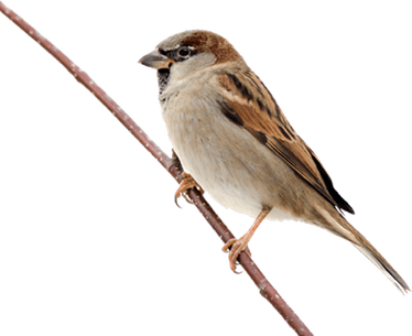 Sparrow PNG