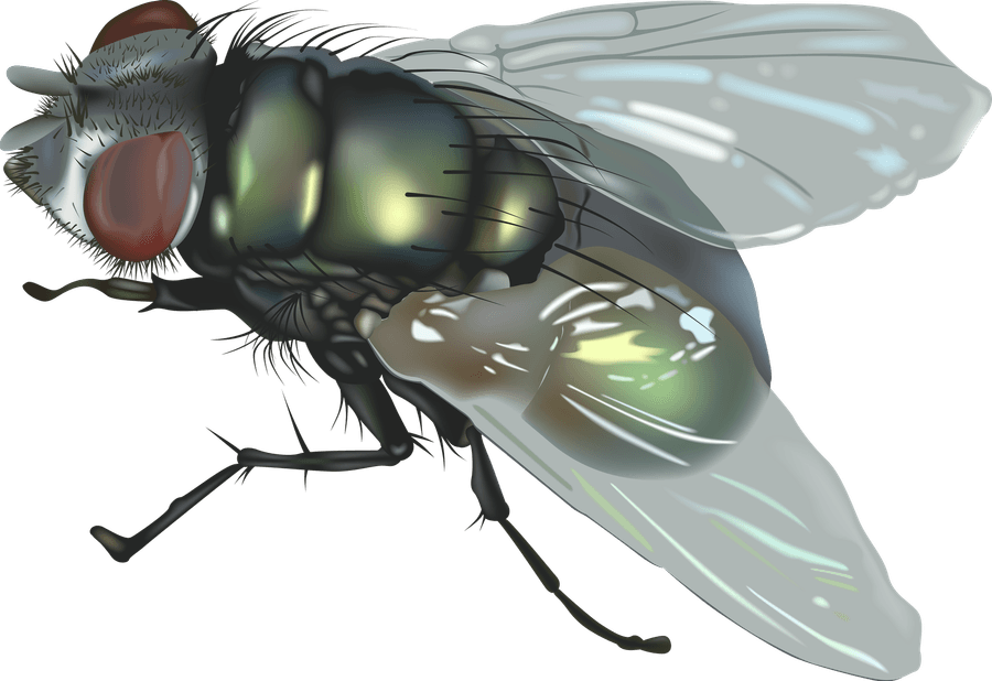 Crane Fly PNG