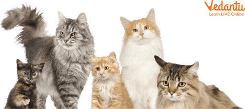 Petting Cat PNG