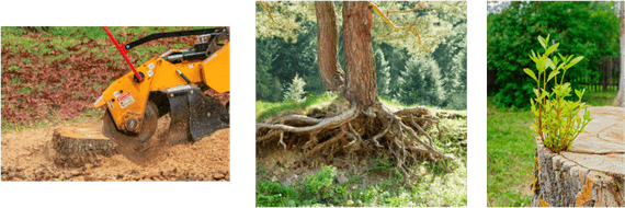 Tree Roots PNG