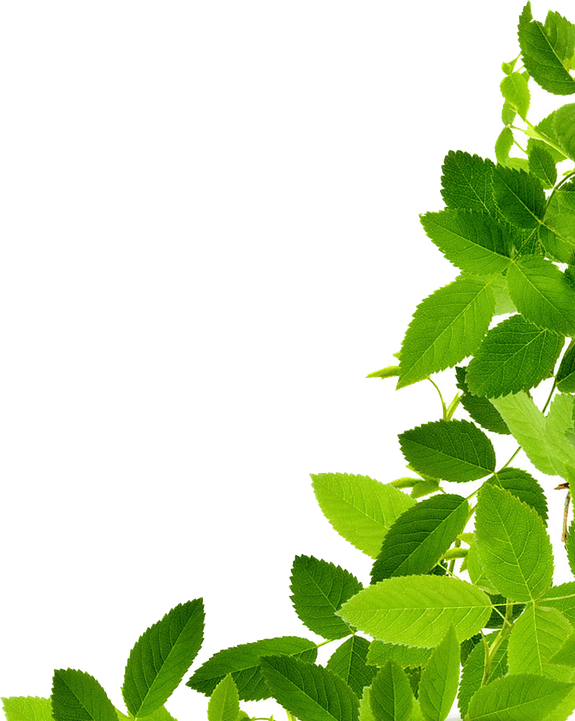 Leaves PNG