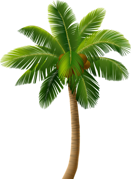 Palm Wine Tree PNG