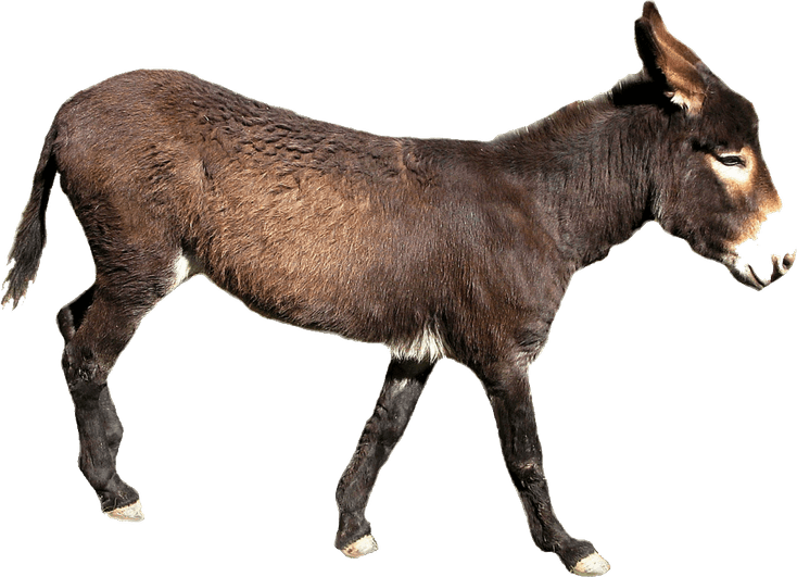 Donkey PNG