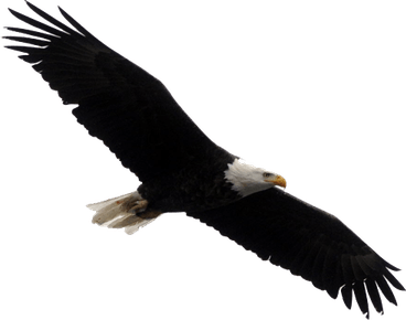 Bald Eagle PNG
