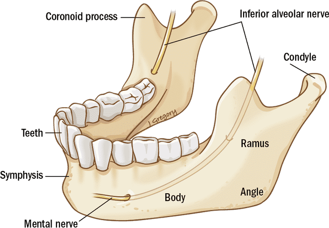 Jaw PNG