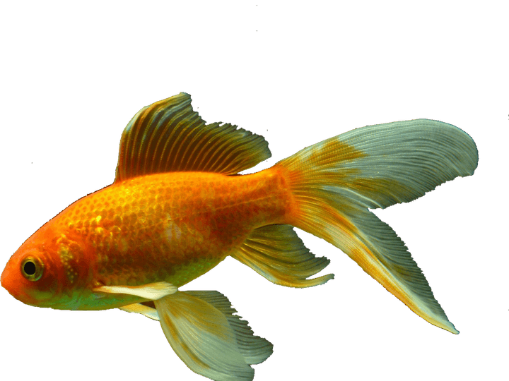 Ornamental Fish PNG