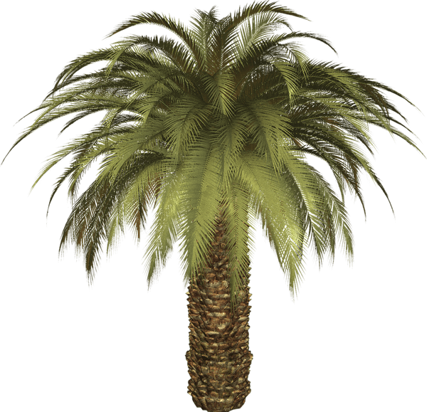 Date Palm PNG