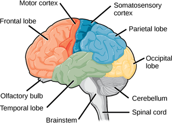 Anatomy Brain PNG