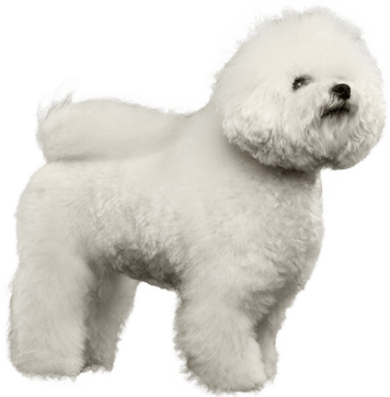Light Skin Dog PNG
