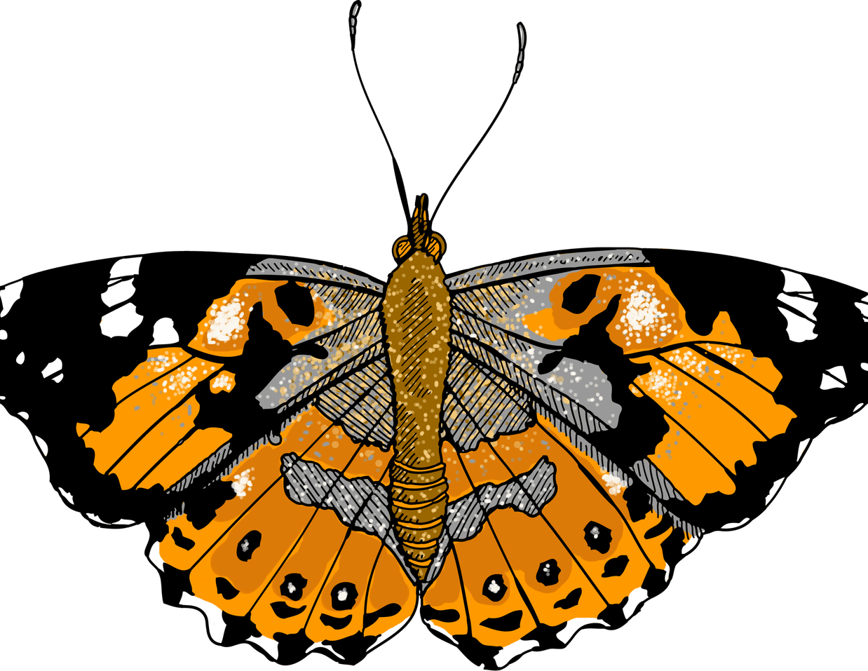 Painted Lady Butterfly PNG