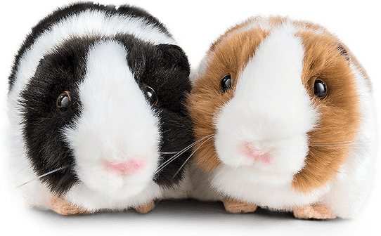 Guinea Pigs PNG