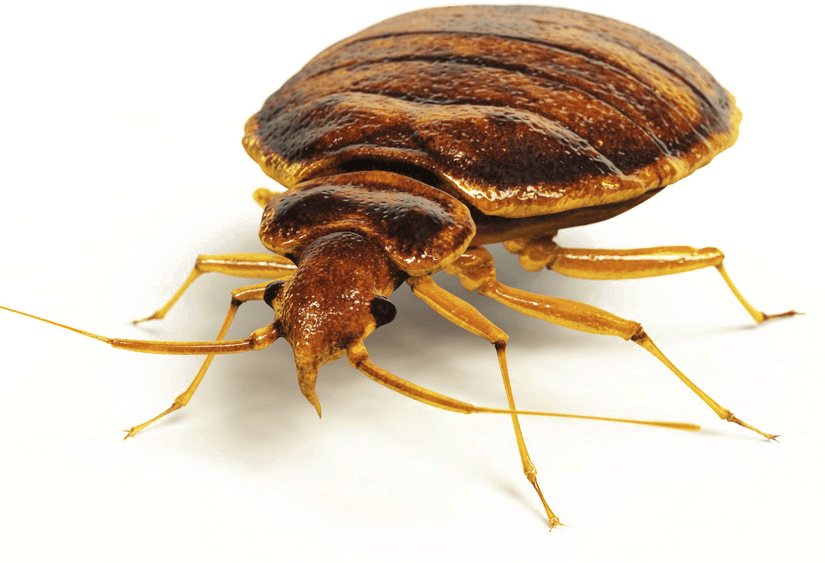Bed Bug PNG