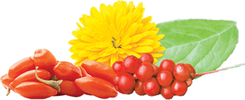Wolfberry PNG