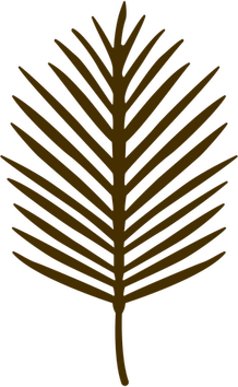 Palm Tree Leaf PNG