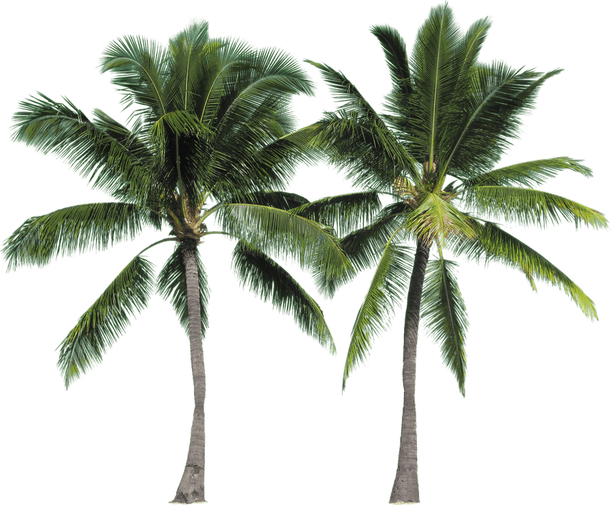 Palm Tree 3d PNG