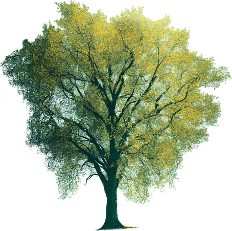 American Elm Tree PNG