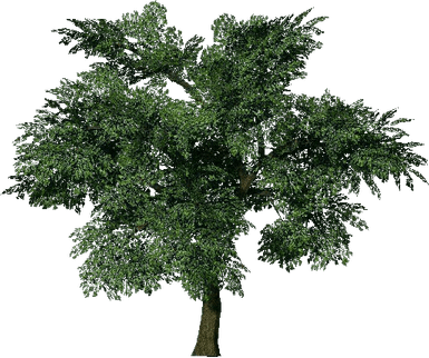 Oak Tree PNG