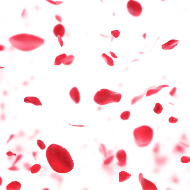 Flower Petals PNG