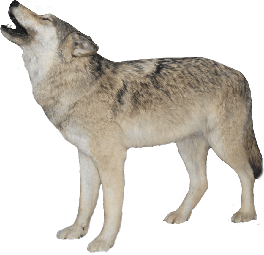 Wolf PNG