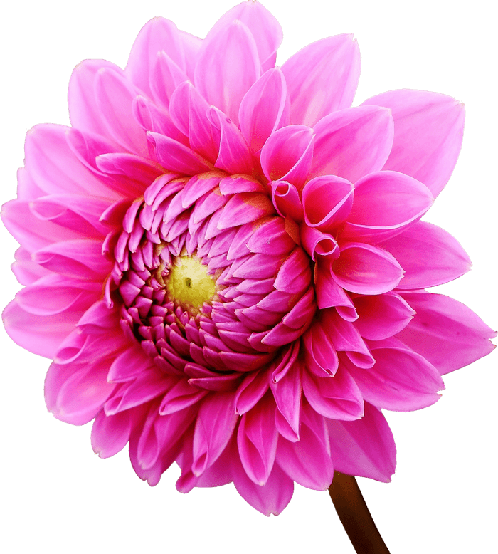Dahlias PNG