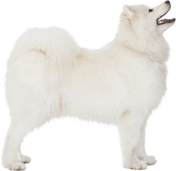 Samoyed Dog PNG