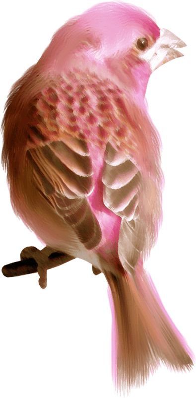 Finches PNG