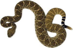 Rattlesnake PNG