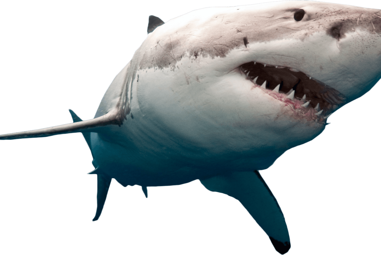 Megalodon PNG