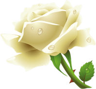 White Rose PNG