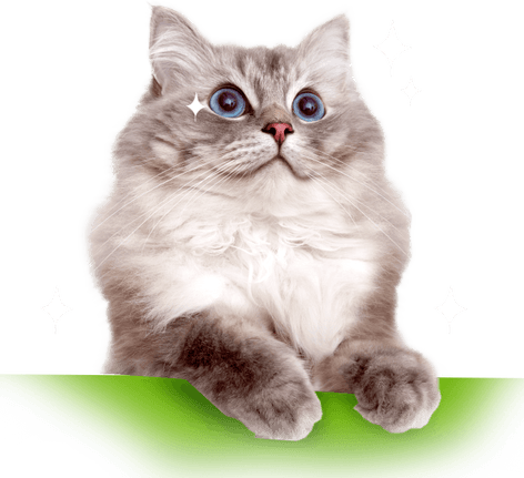 Heavy Breathing Cat PNG