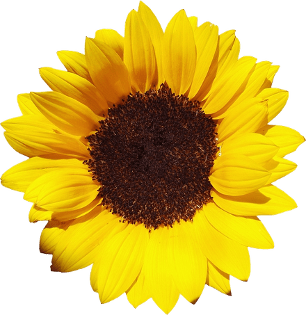 Sunflowers PNG