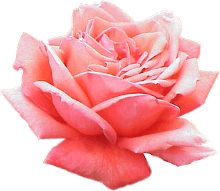 Pink Rose PNG
